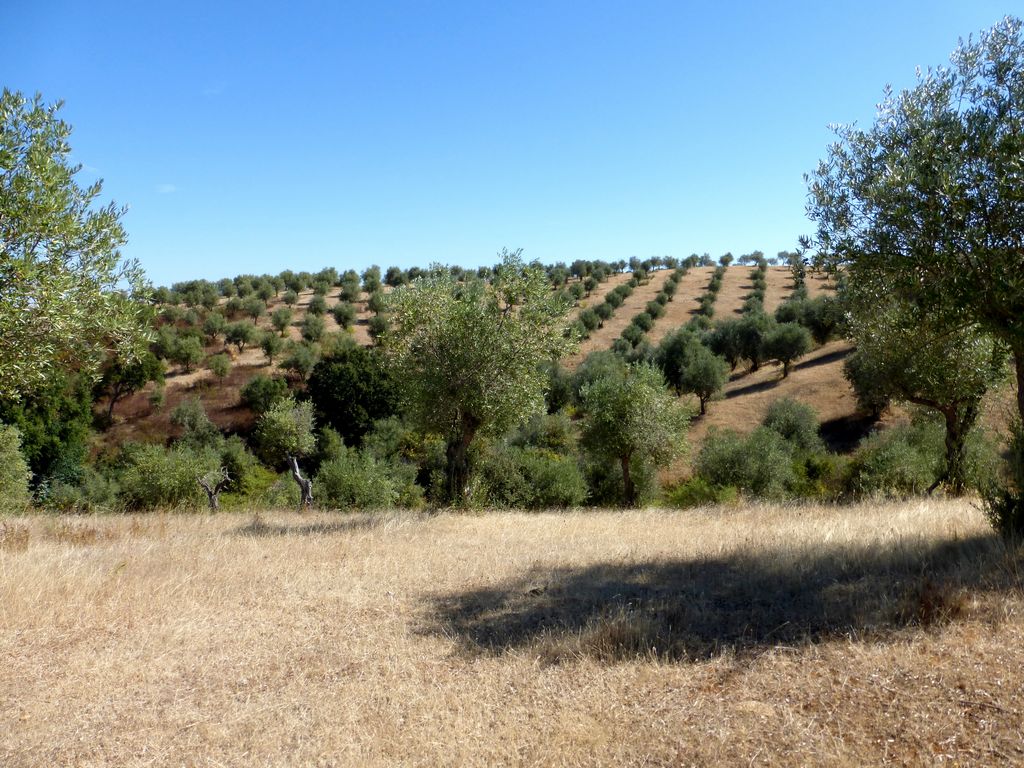 Urban / Agricultural land plot